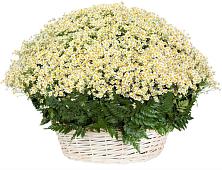 Цветочная композиция из Ромашки в корзине #REPLACE_PRED# Рощино Новгородская область